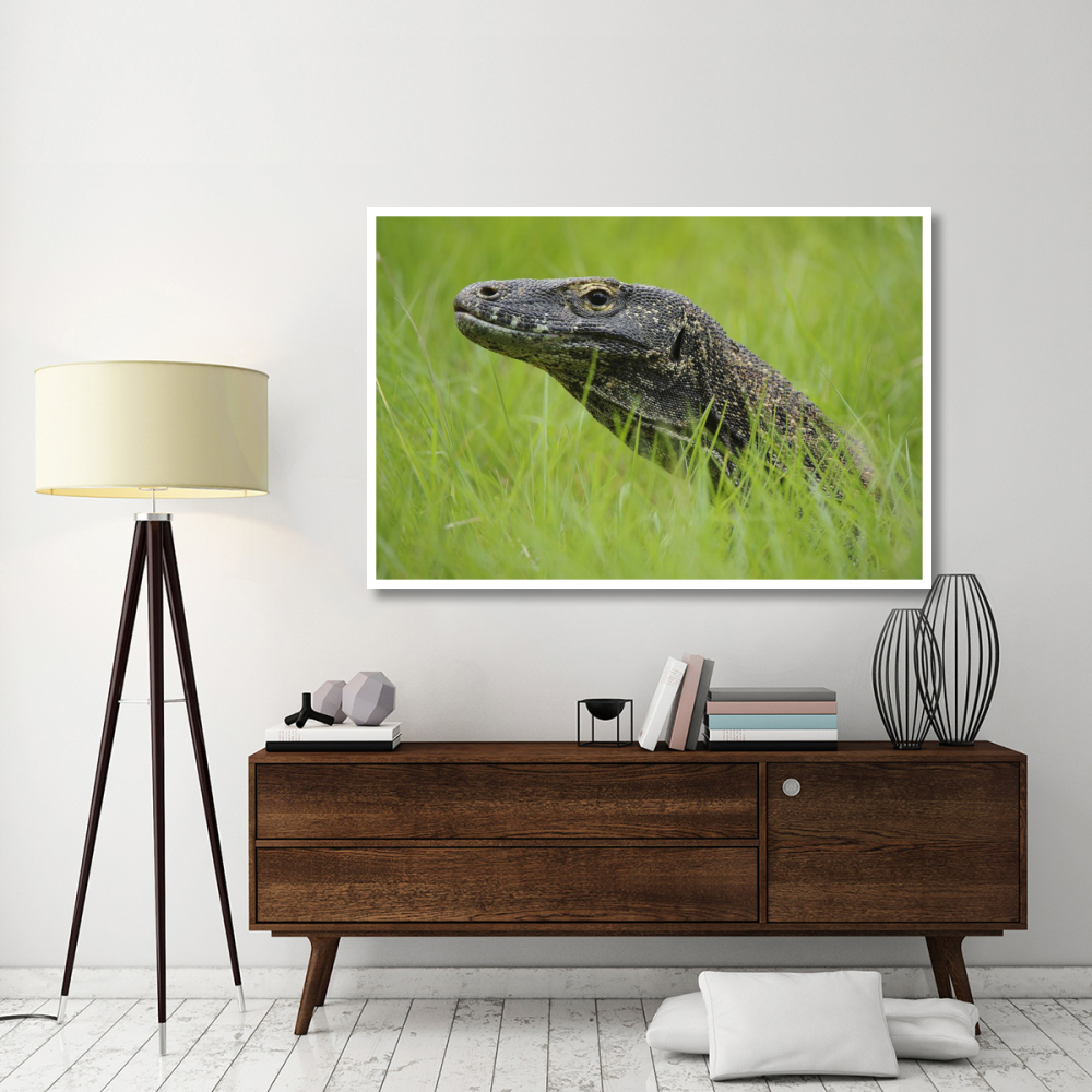 Komodo Dragon in grass, Nusa Tenggara, Indonesia-Paper Art-62&quotx42"