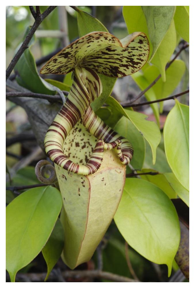 Pitcher Plant pitcher, Brunei, Borneo, Indonesia-Paper Art-34"x50"