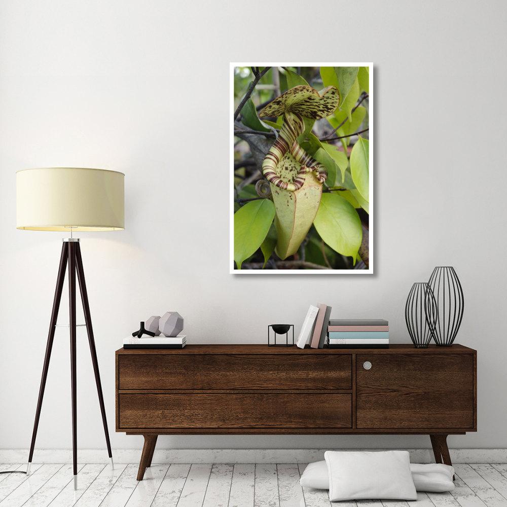 Pitcher Plant pitcher, Brunei, Borneo, Indonesia-Paper Art-34&quotx50"