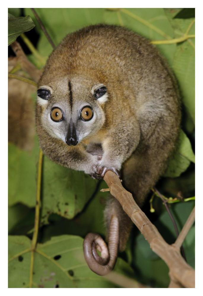 Moluccan Cuscus, Halmahera, North Maluku, Indonesia-Paper Art-26"x38"