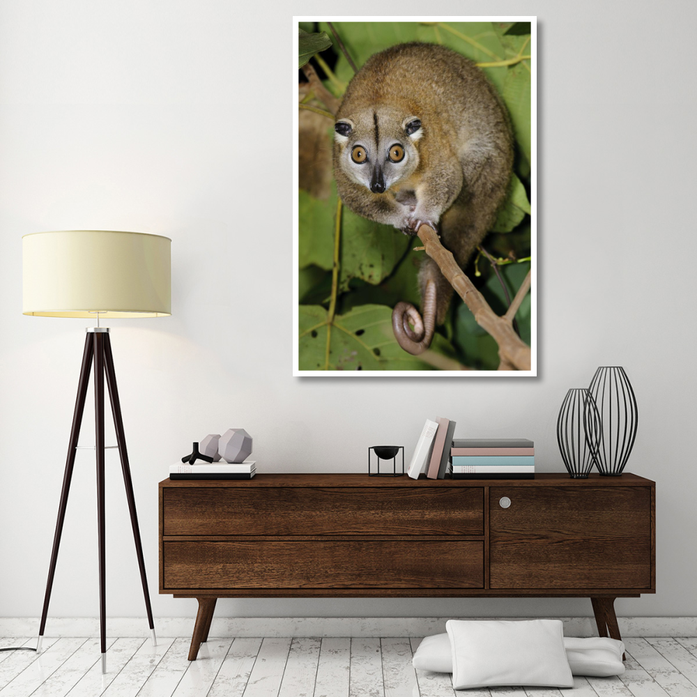Moluccan Cuscus, Halmahera, North Maluku, Indonesia-Paper Art-42&quotx62"