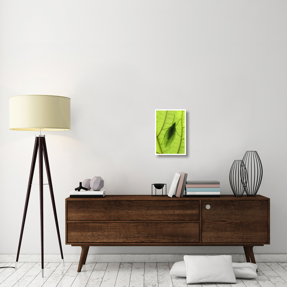 Katydid camouflaged on leaf, Sabah, Borneo, Malaysia-Paper Art-14&quotx20"