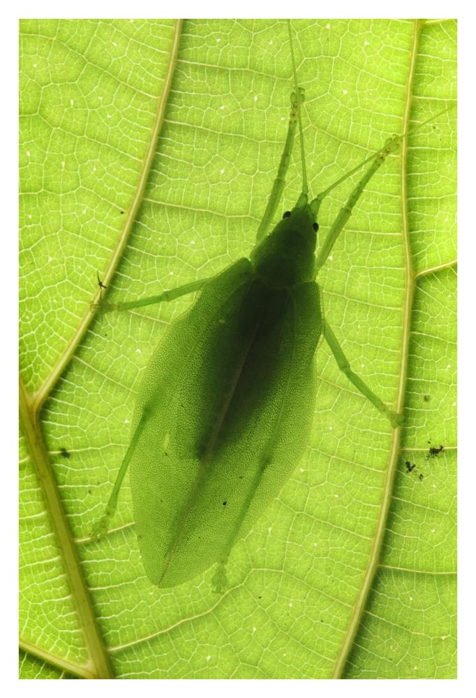 Katydid camouflaged on leaf, Sabah, Borneo, Malaysia-Paper Art-26"x38"