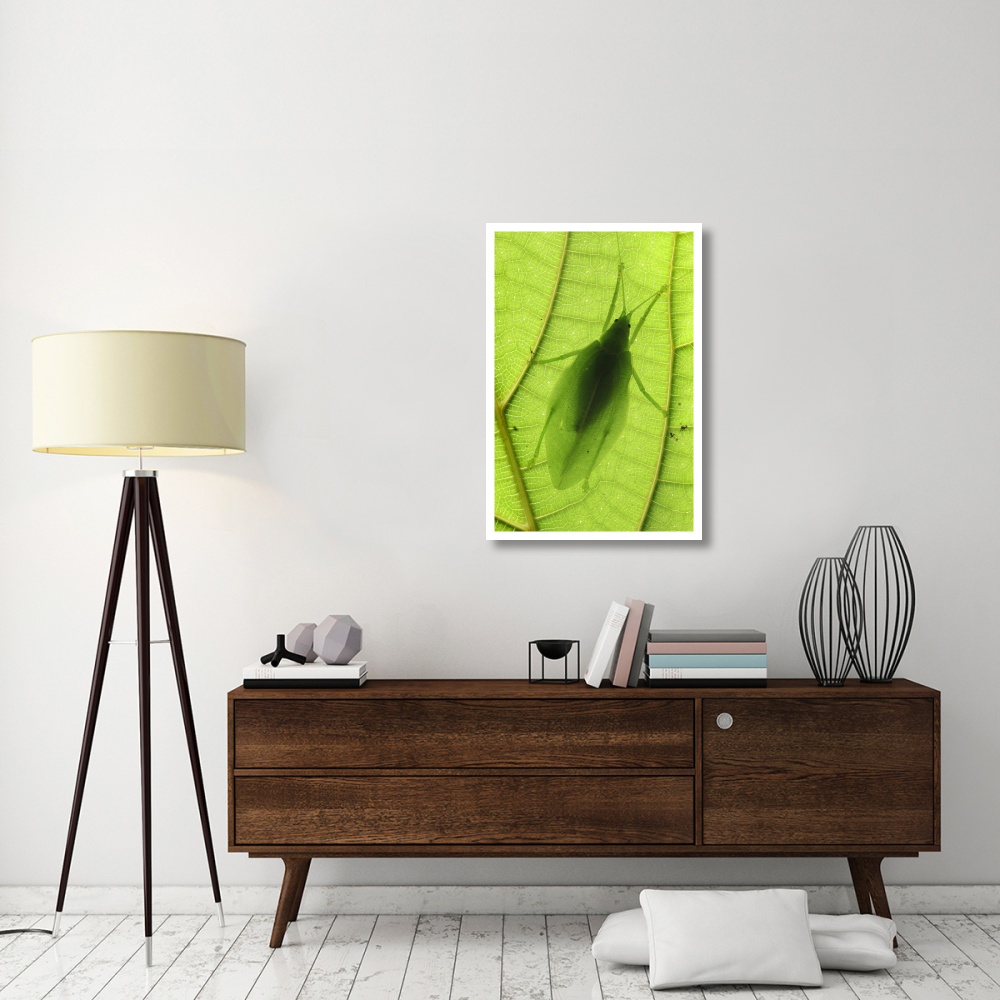Katydid camouflaged on leaf, Sabah, Borneo, Malaysia-Paper Art-26&quotx38"