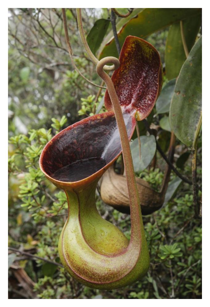 Low's Pitcher Plant pitcher, Sabah, Borneo, Malaysia-Paper Art-14"x20"
