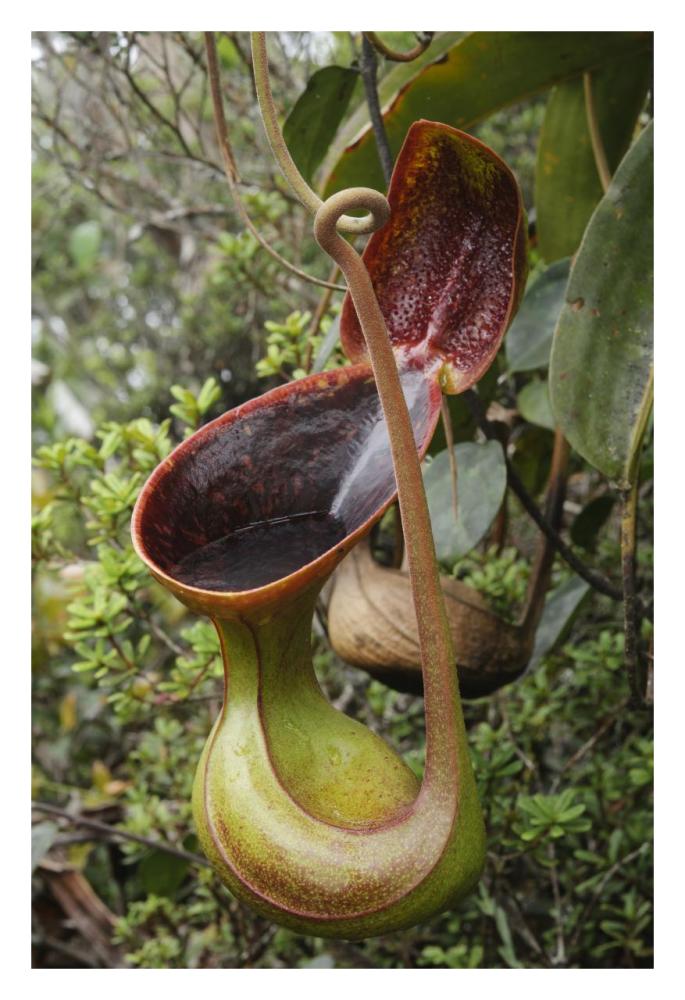 Low's Pitcher Plant pitcher, Sabah, Borneo, Malaysia-Paper Art-22"x32"