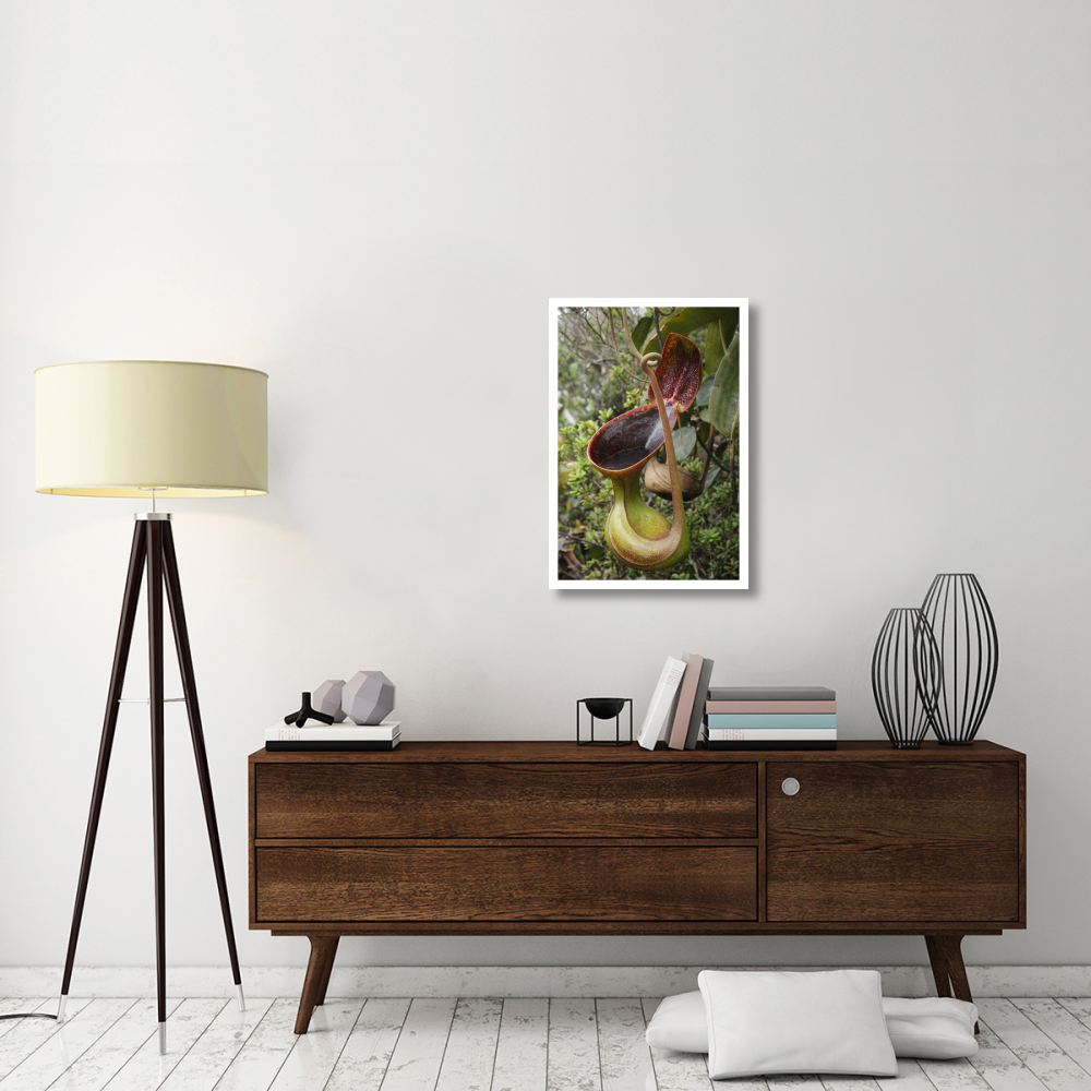 Low's Pitcher Plant pitcher, Sabah, Borneo, Malaysia-Paper Art-22&quotx32"