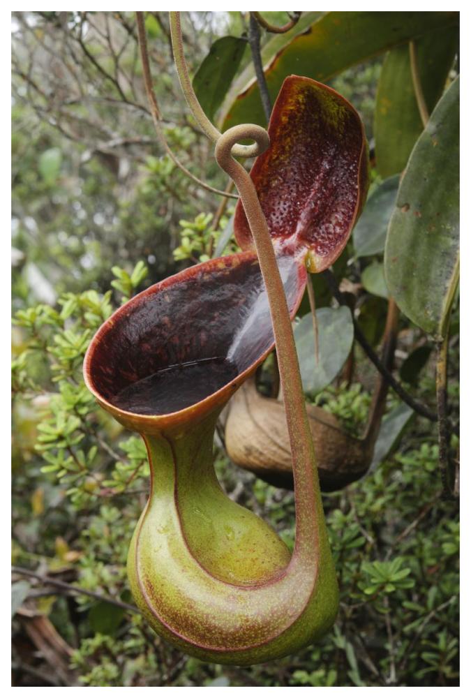 Low's Pitcher Plant pitcher, Sabah, Borneo, Malaysia-Paper Art-42"x62"