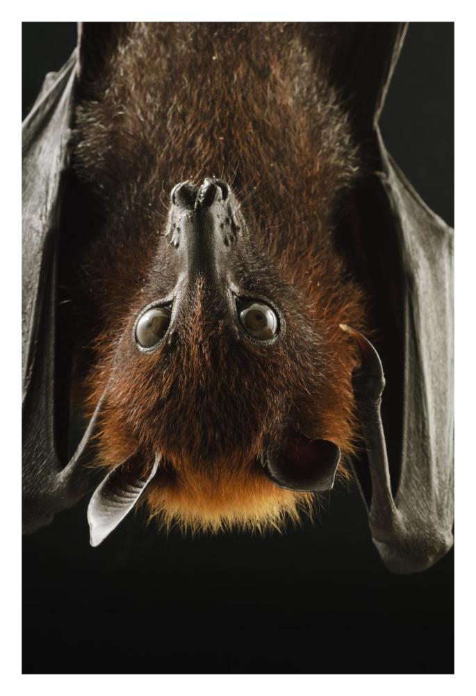 Large Flying Fox roosting, Kuching, Borneo, Malaysia-Paper Art-22"x32"