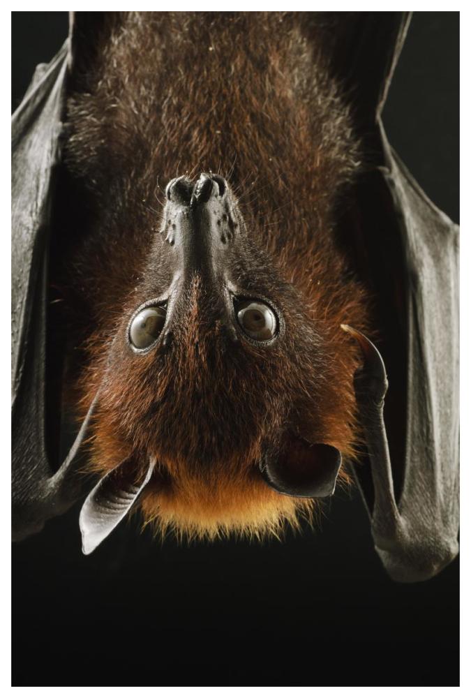 Large Flying Fox roosting, Kuching, Borneo, Malaysia-Paper Art-42"x62"