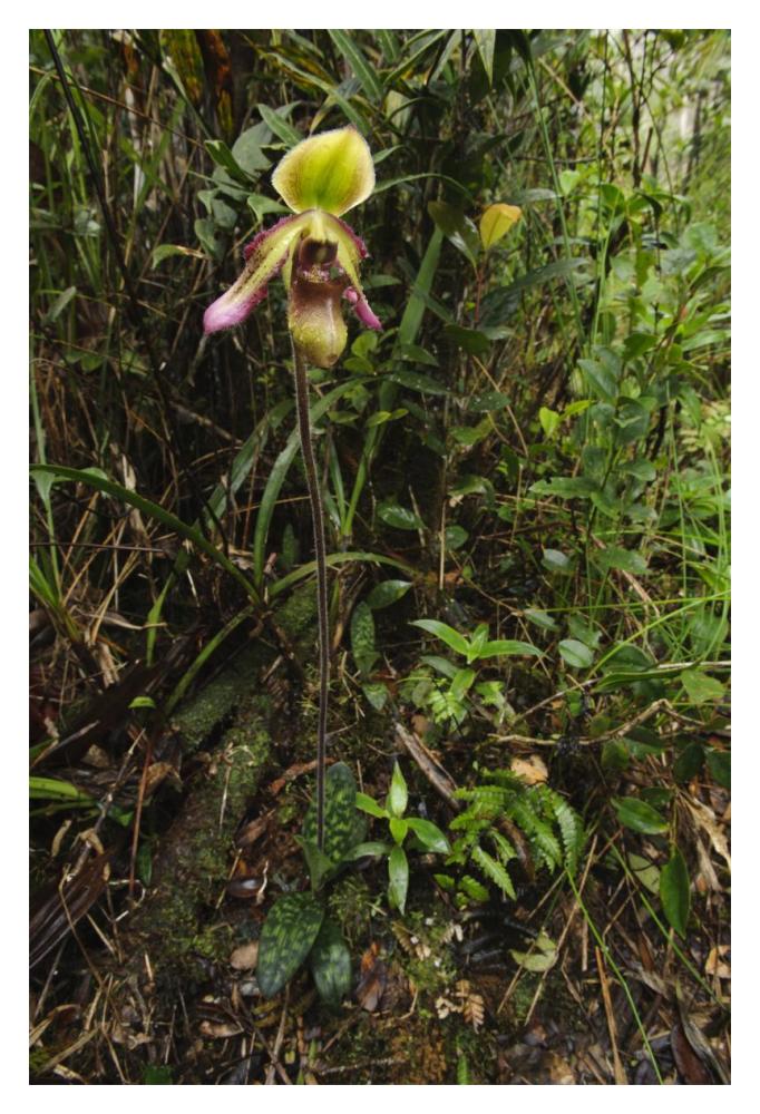 Orchid flower in rainforest, Sabah, Borneo, Malaysia-Paper Art-14"x20"