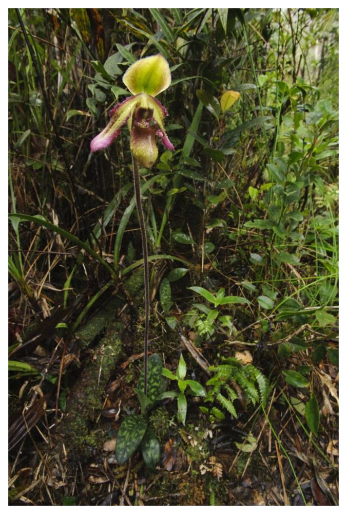 Orchid flower in rainforest, Sabah, Borneo, Malaysia-Paper Art-42"x62"