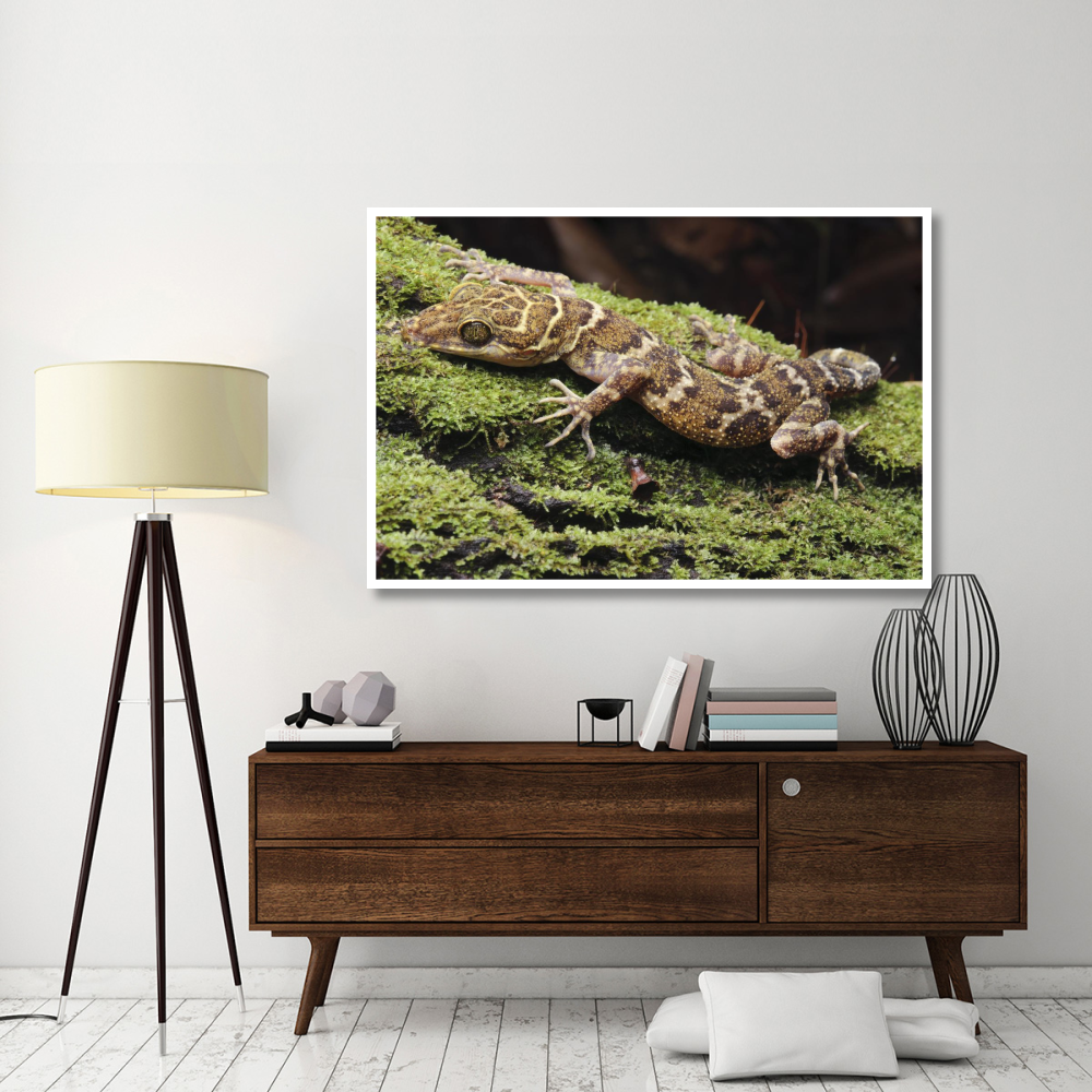 Borneo Bow-fingered Gecko, Sarawak, Borneo, Malaysia-Paper Art-62&quotx42"