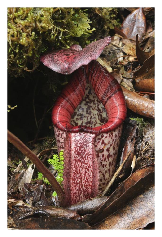 Burbidge's Pitcher Plant pitcher, Sabah, Borneo, Malaysia-Paper Art-22"x32"