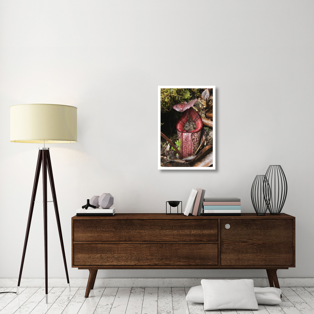Burbidge's Pitcher Plant pitcher, Sabah, Borneo, Malaysia-Paper Art-22&quotx32"