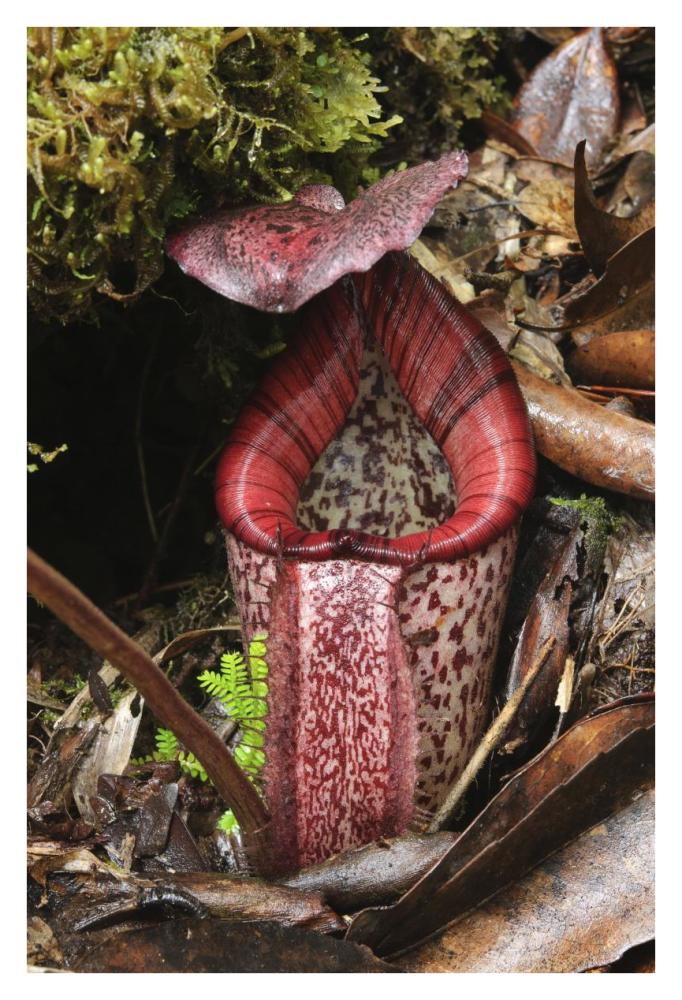 Burbidge's Pitcher Plant pitcher, Sabah, Borneo, Malaysia-Paper Art-26"x38"