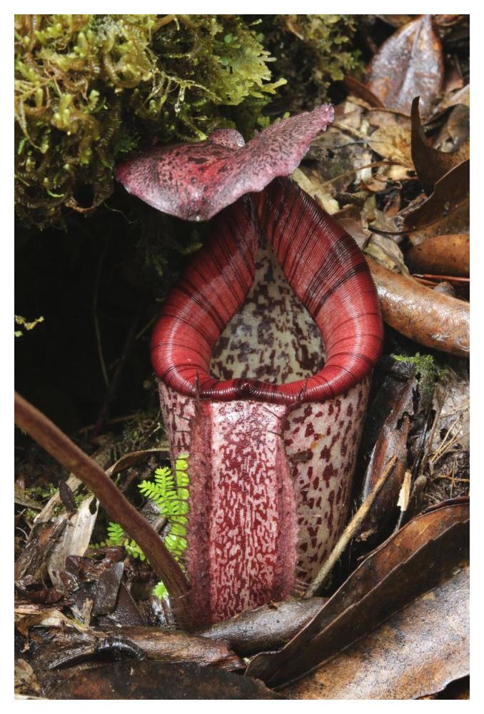 Burbidge's Pitcher Plant pitcher, Sabah, Borneo, Malaysia-Paper Art-34"x50"