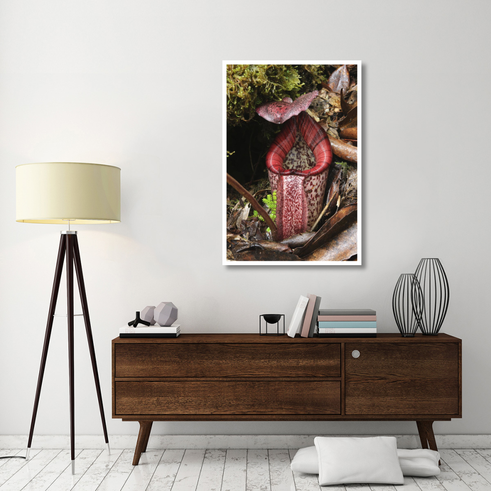 Burbidge's Pitcher Plant pitcher, Sabah, Borneo, Malaysia-Paper Art-34&quotx50"