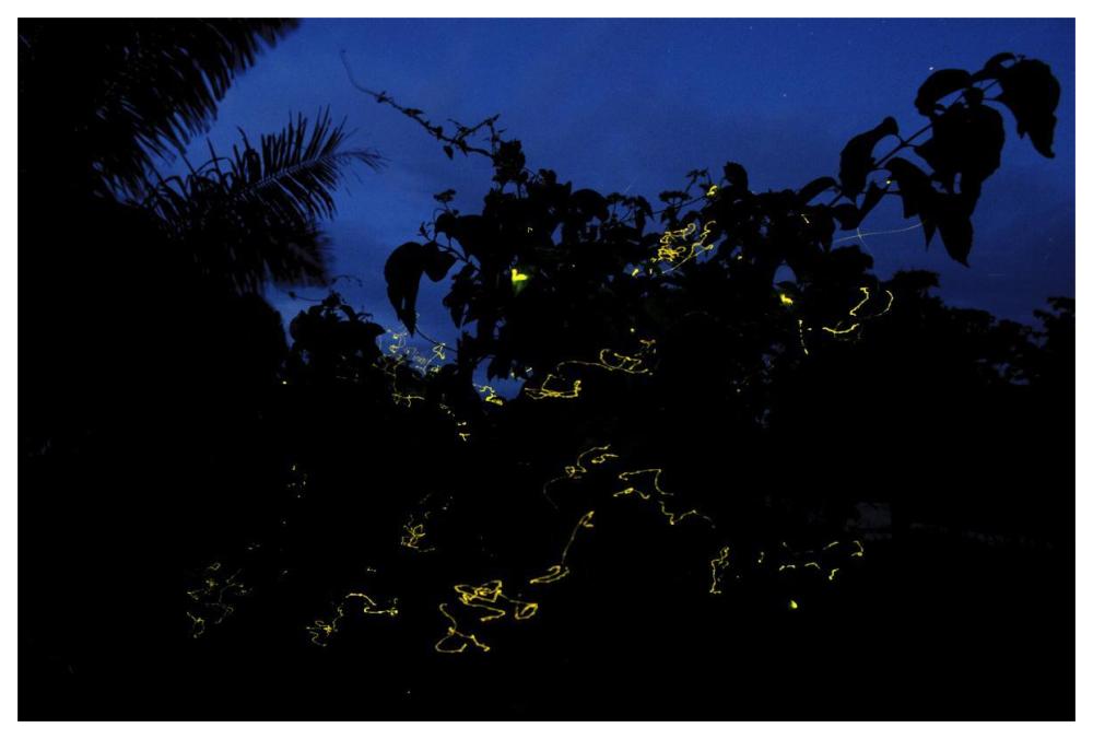 Firefly group lighting up at night, North Maluku, Indonesia-Paper Art-62"x42"