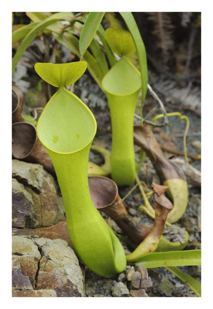 Reinwardt's Pitcher Plant pitchers, Sarawak, Borneo, Malaysia-Paper Art-18"x26"