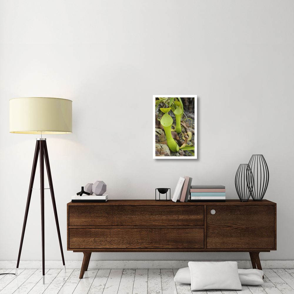 Reinwardt's Pitcher Plant pitchers, Sarawak, Borneo, Malaysia-Paper Art-18&quotx26"