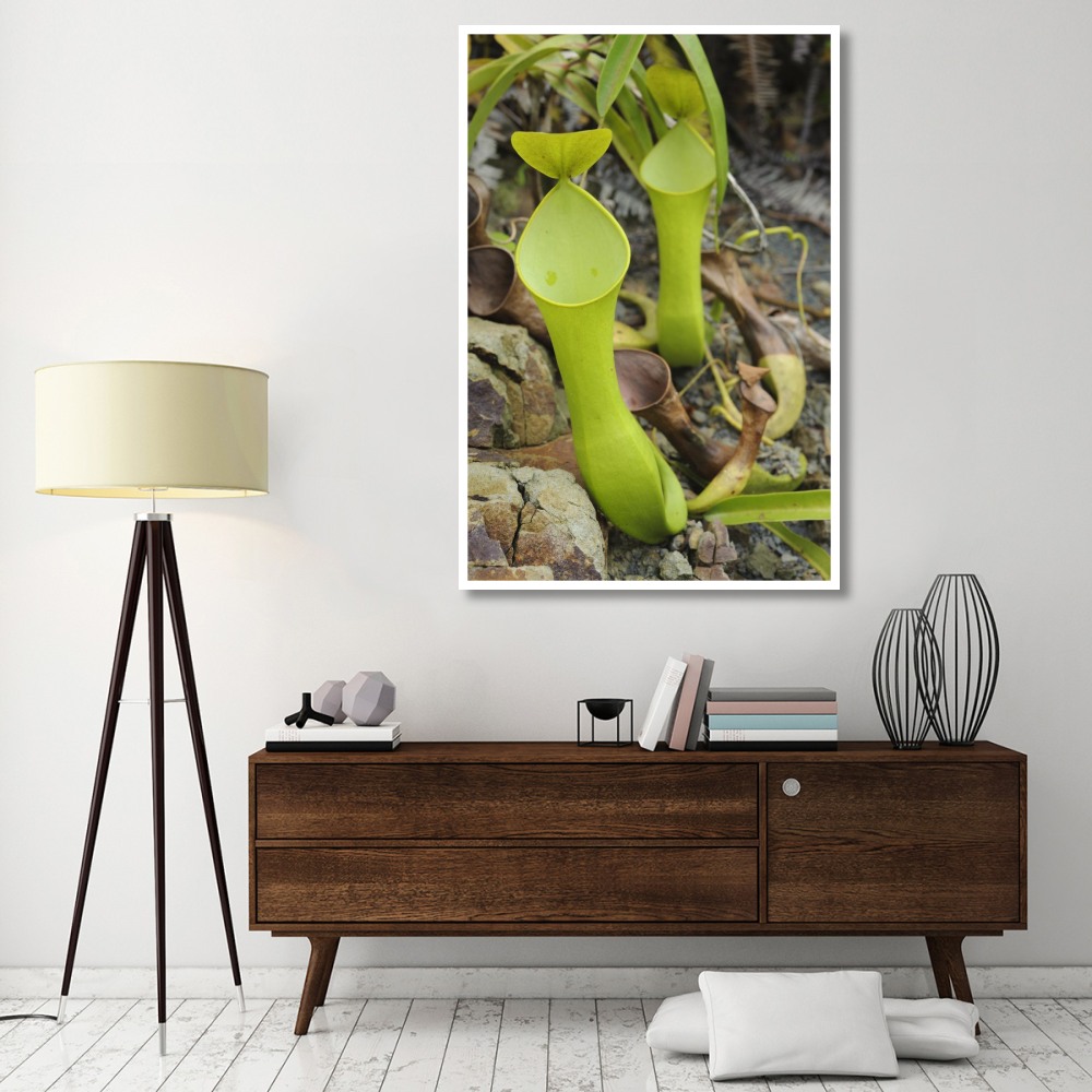 Reinwardt's Pitcher Plant pitchers, Sarawak, Borneo, Malaysia-Paper Art-42&quotx62"