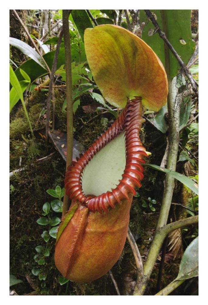 Pitcher Plant pitcher, Gunung Trus Madi, Sabah, Borneo, Malaysia-Paper Art-22"x32"