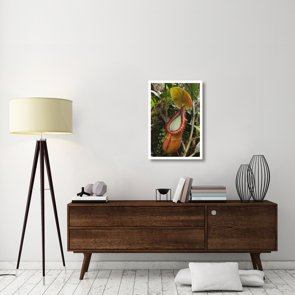 Pitcher Plant pitcher, Gunung Trus Madi, Sabah, Borneo, Malaysia-Paper Art-22&quotx32"