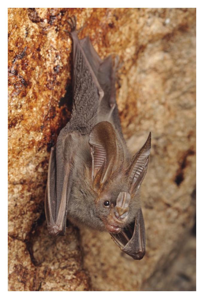 Lesser False Vampire Bat roosting in cave, Sekunyit, Bau, Malaysia-Paper Art-14"x20"