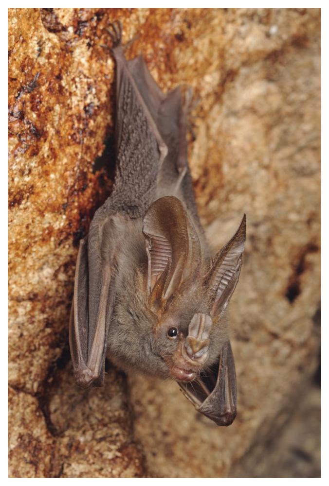 Lesser False Vampire Bat roosting in cave, Sekunyit, Bau, Malaysia-Paper Art-42"x62"