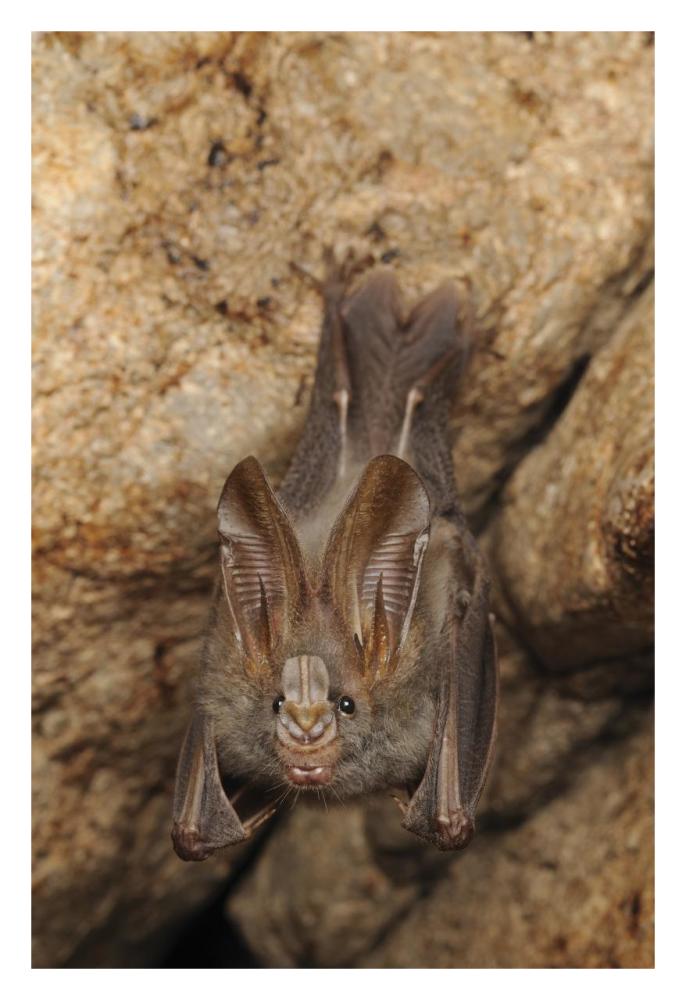 Lesser False Vampire Bat roosting in cave, Sekunyit, Bau, Malaysia-Paper Art-22"x32"