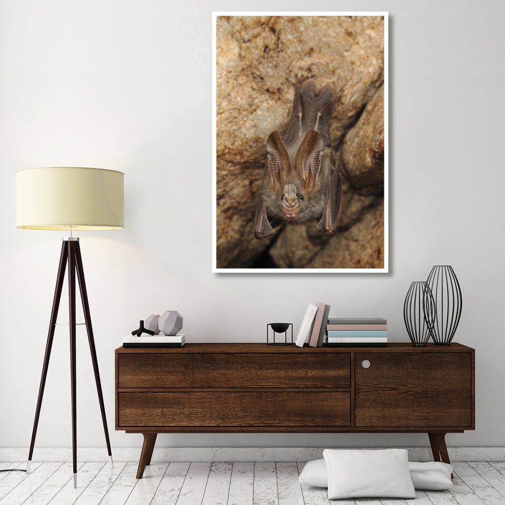 Lesser False Vampire Bat roosting in cave, Sekunyit, Bau, Malaysia-Paper Art-42&quotx62"