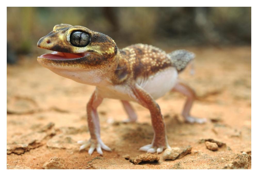 Knob-tailed Gecko in defensive posture, Western Australia, Australia-Paper Art-20"x14"