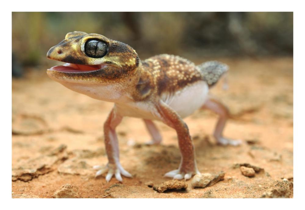 Knob-tailed Gecko in defensive posture, Western Australia, Australia-Paper Art-26"x18"