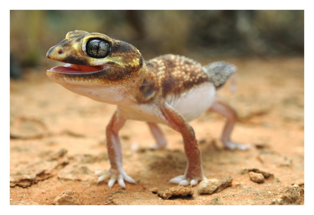 Knob-tailed Gecko in defensive posture, Western Australia, Australia-Paper Art-32"x22"