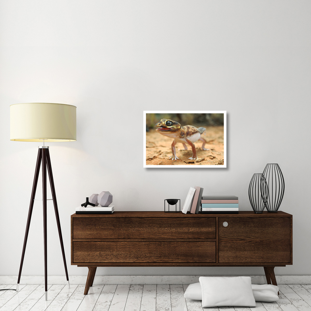 Knob-tailed Gecko in defensive posture, Western Australia, Australia-Paper Art-32&quotx22"