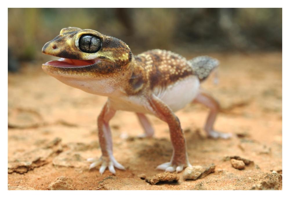 Knob-tailed Gecko in defensive posture, Western Australia, Australia-Paper Art-38"x26"