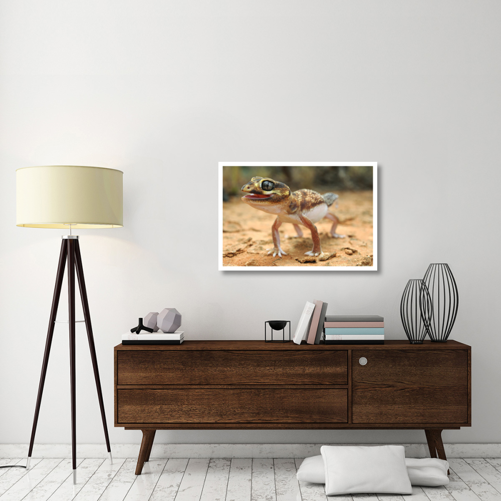 Knob-tailed Gecko in defensive posture, Western Australia, Australia-Paper Art-38&quotx26"