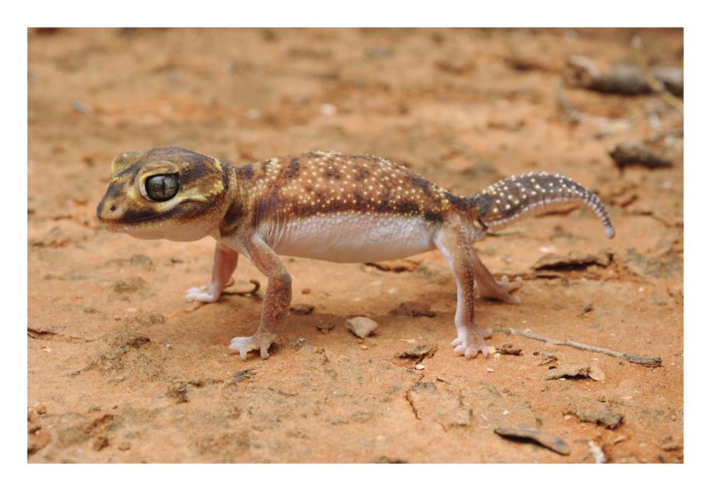 Knob-tailed Gecko in defensive posture, Western Australia, Australia-Paper Art-26"x18"