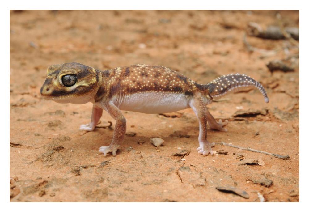 Knob-tailed Gecko in defensive posture, Western Australia, Australia-Paper Art-32"x22"