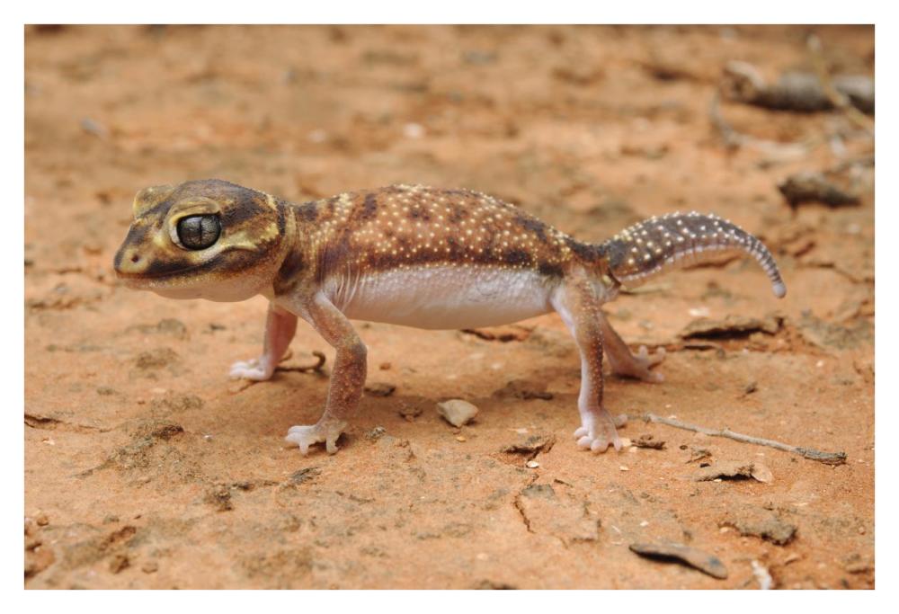 Knob-tailed Gecko in defensive posture, Western Australia, Australia-Paper Art-38"x26"