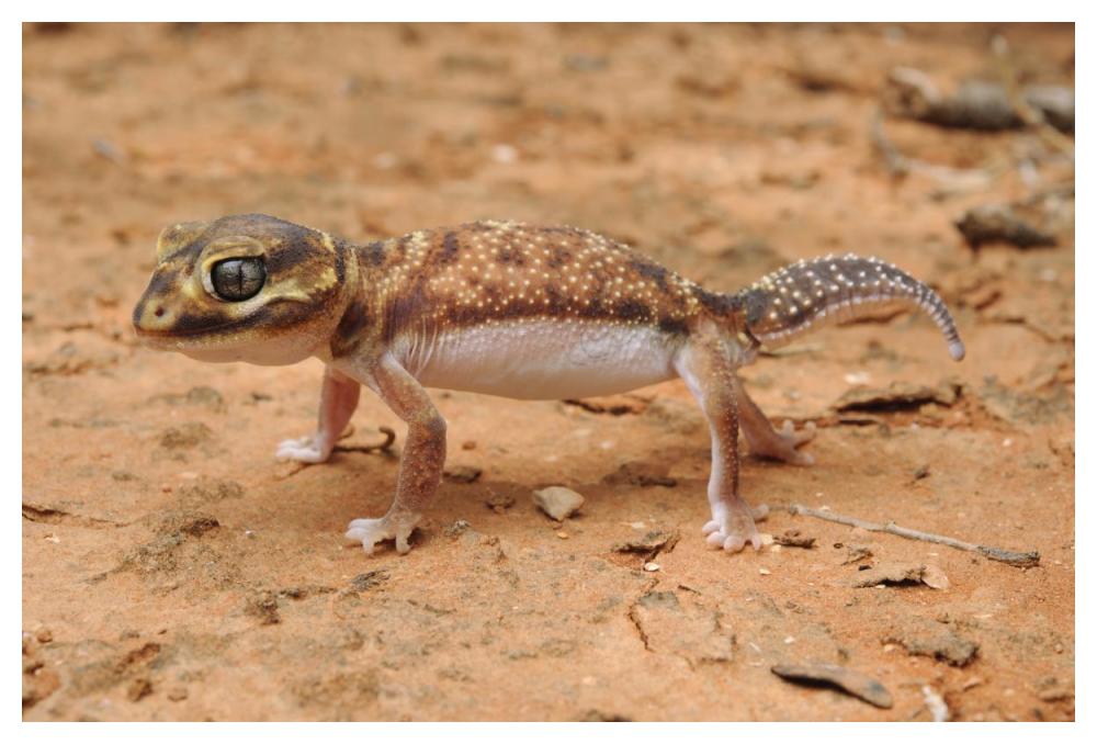 Knob-tailed Gecko in defensive posture, Western Australia, Australia-Paper Art-50"x34"