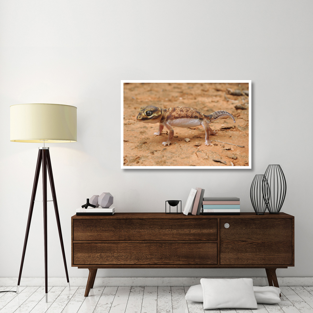 Knob-tailed Gecko in defensive posture, Western Australia, Australia-Paper Art-50&quotx34"