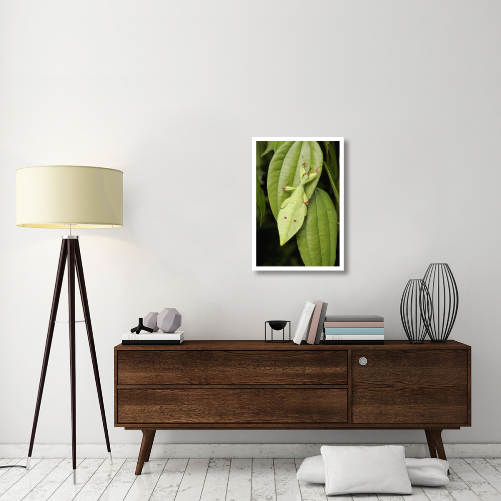 Walking Stick juvenile camouflaged on leaf, Sarawak, Borneo, Malaysia-Paper Art-22&quotx32"