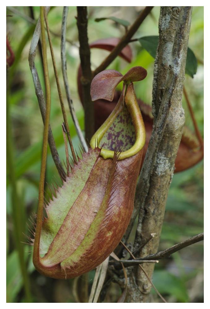 Pitcher Plant pitcher, newly described species, Surat Thani, Thailand-Paper Art-34"x50"