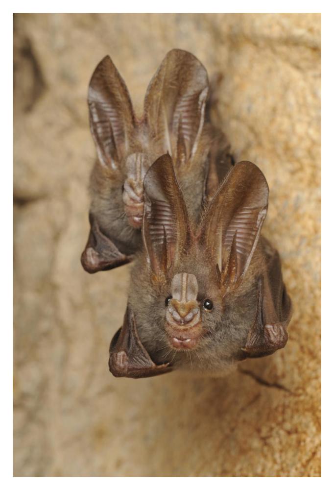 Lesser False Vampire Bat pair roosting in cave, Sekunyit, Bau, Malaysia-Paper Art-14"x20"