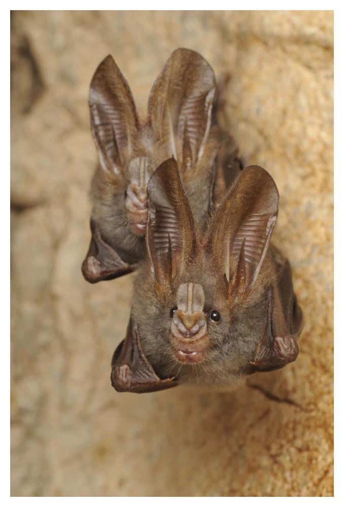 Lesser False Vampire Bat pair roosting in cave, Sekunyit, Bau, Malaysia-Paper Art-34"x50"
