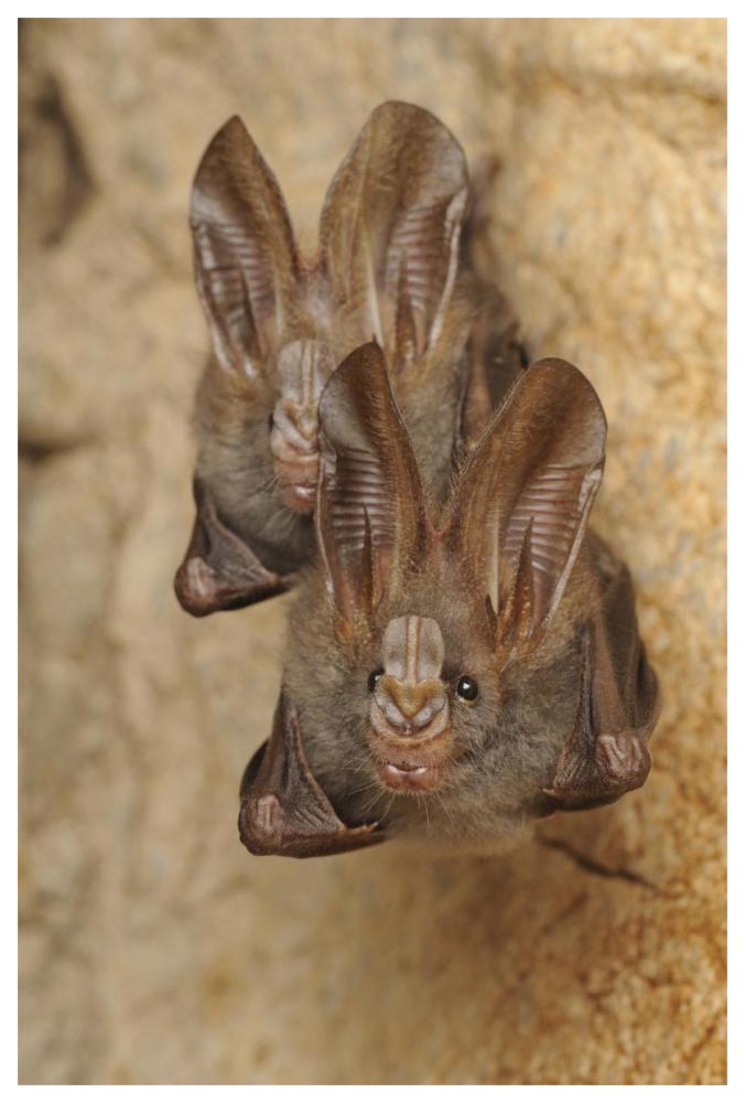 Lesser False Vampire Bat pair roosting in cave, Sekunyit, Bau, Malaysia-Paper Art-42"x62"