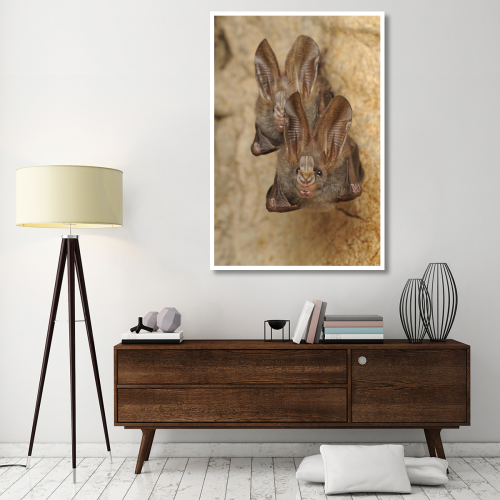 Lesser False Vampire Bat pair roosting in cave, Sekunyit, Bau, Malaysia-Paper Art-42&quotx62"