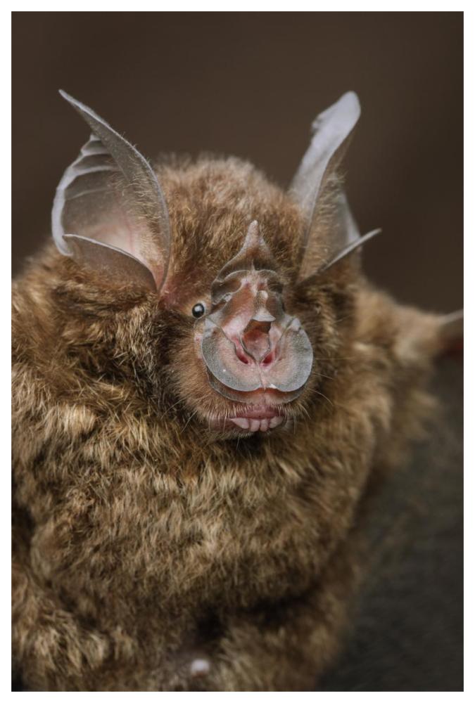Bornean Horseshoe Bat, Bukit Sarang Conservation Area, Bintulu, Borneo, Malaysia-Paper Art-42"x62"